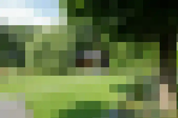 Pinksterbloem 26 Beilen thumbnail 46