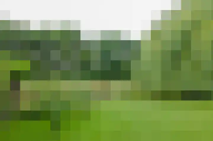 Pinksterbloem 26 Beilen thumbnail 52