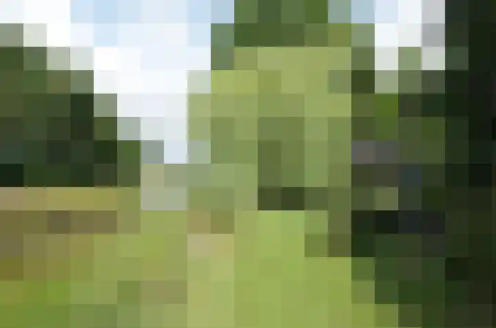 Pinksterbloem 26 Beilen thumbnail 53
