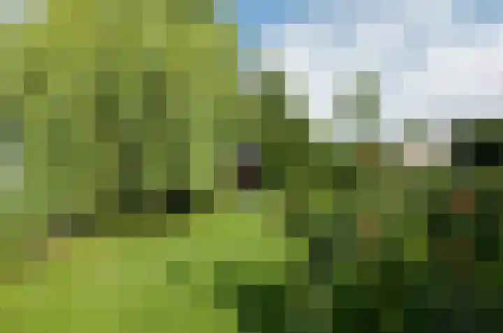 Pinksterbloem 26 Beilen thumbnail 54