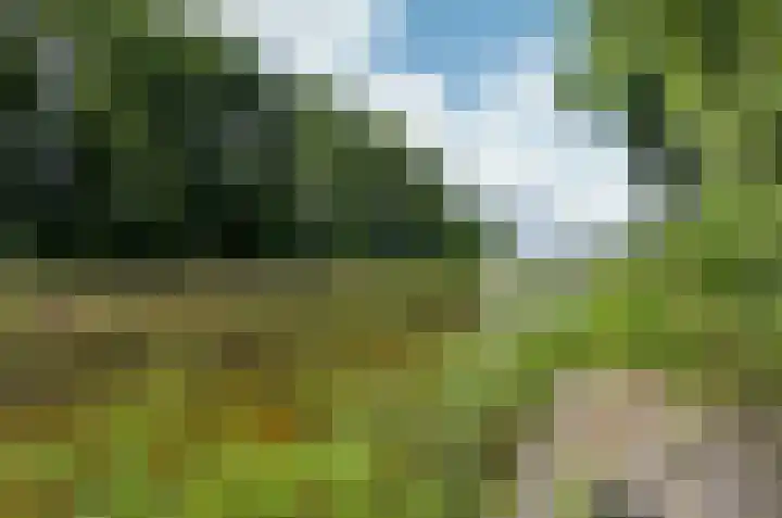 Pinksterbloem 26 Beilen thumbnail 57