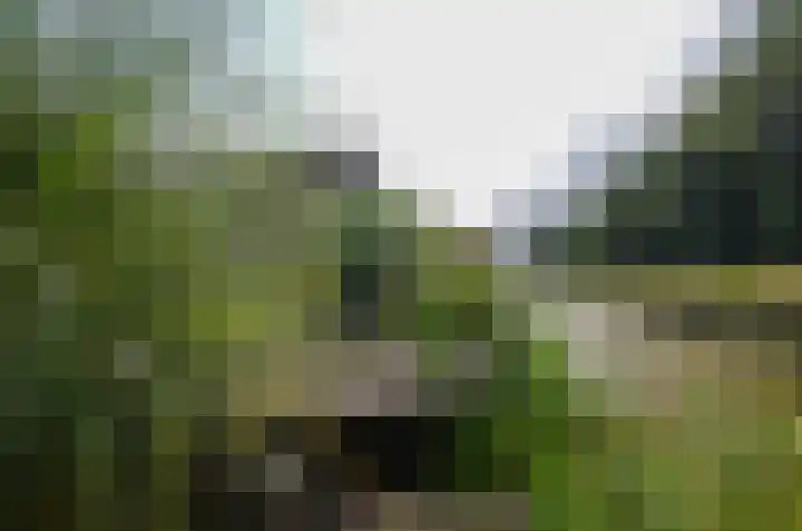 Pinksterbloem 26 Beilen thumbnail 58