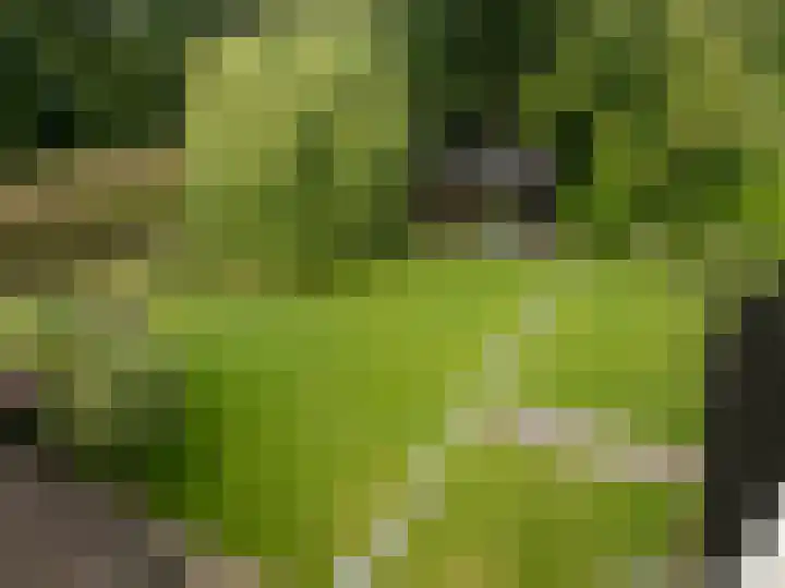 Pinksterbloem 26 Beilen thumbnail 60