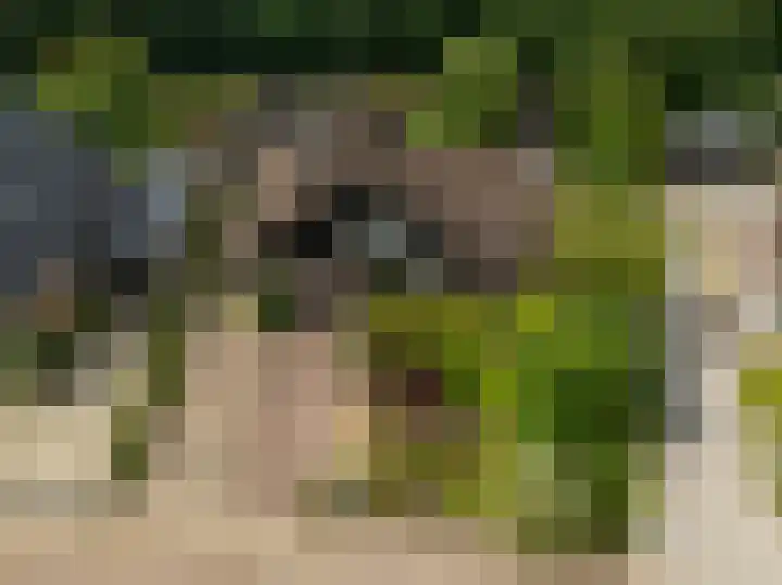 Pinksterbloem 26 Beilen thumbnail 66