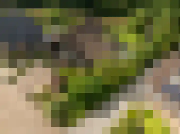 Pinksterbloem 26 Beilen thumbnail 67