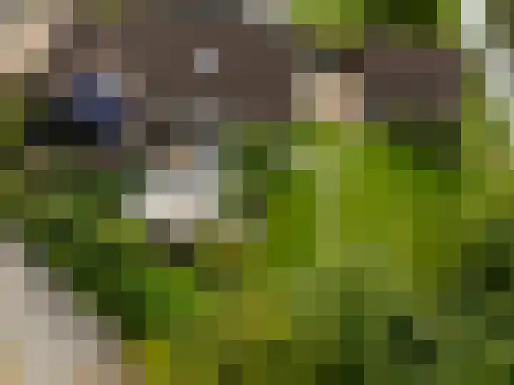 Pinksterbloem 26 Beilen thumbnail 68