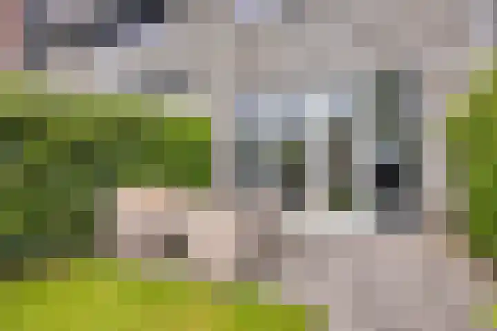 Pinksterbloem 26 Boekel thumbnail 20