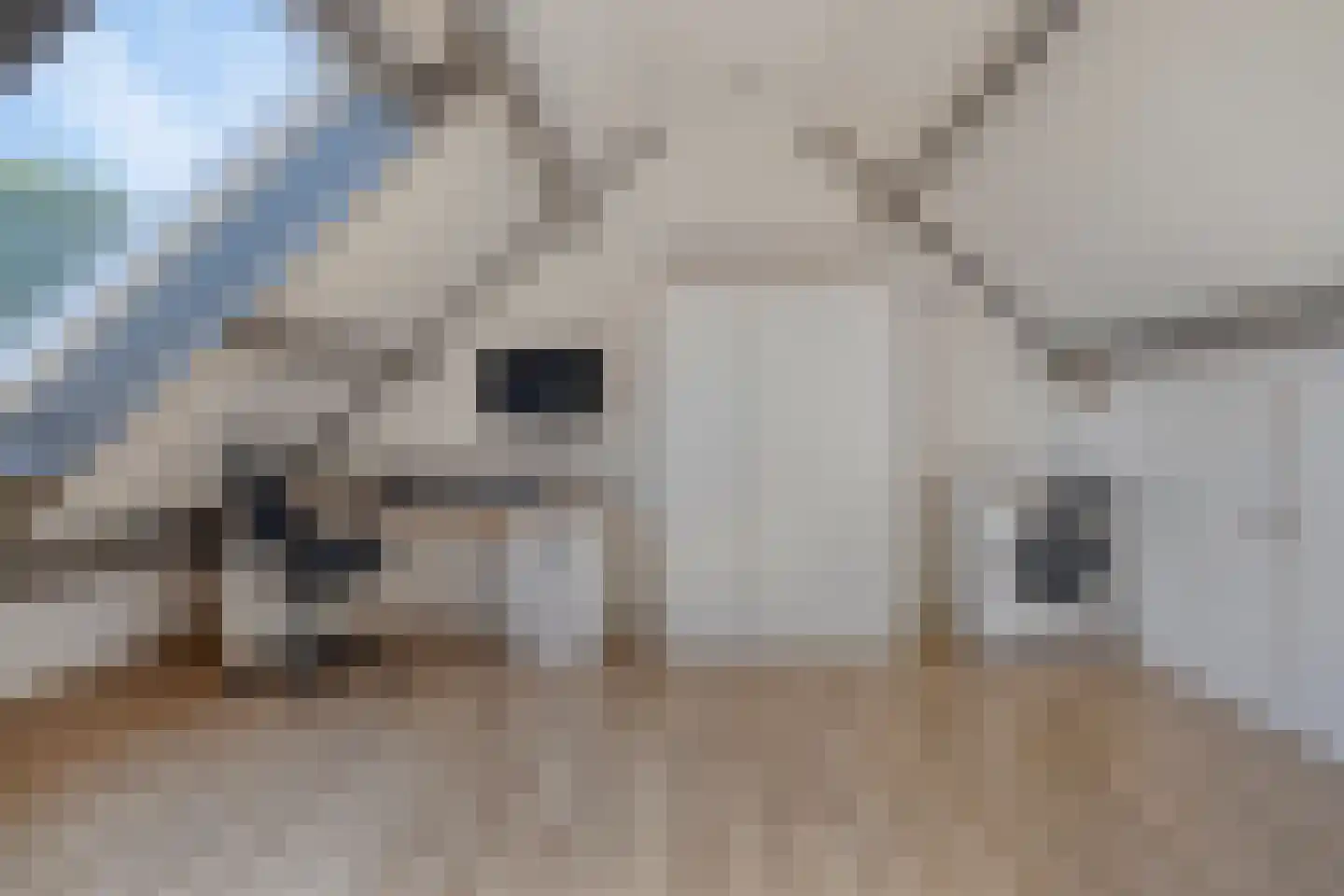 Pinksterbloem 26 Kampen thumbnail 26