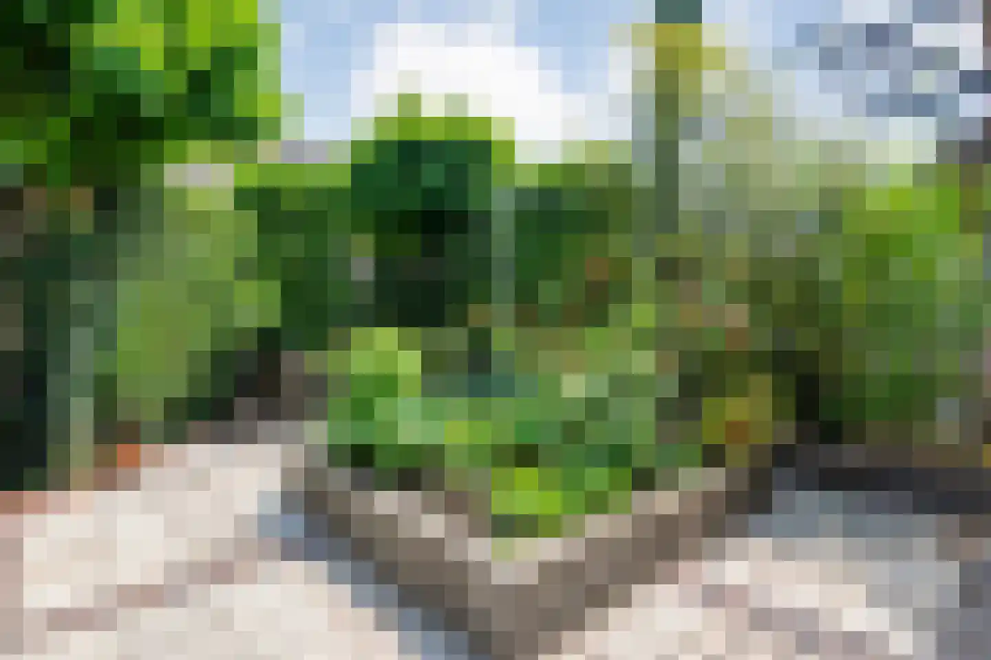 Pinksterbloem 27 Kampen thumbnail 36