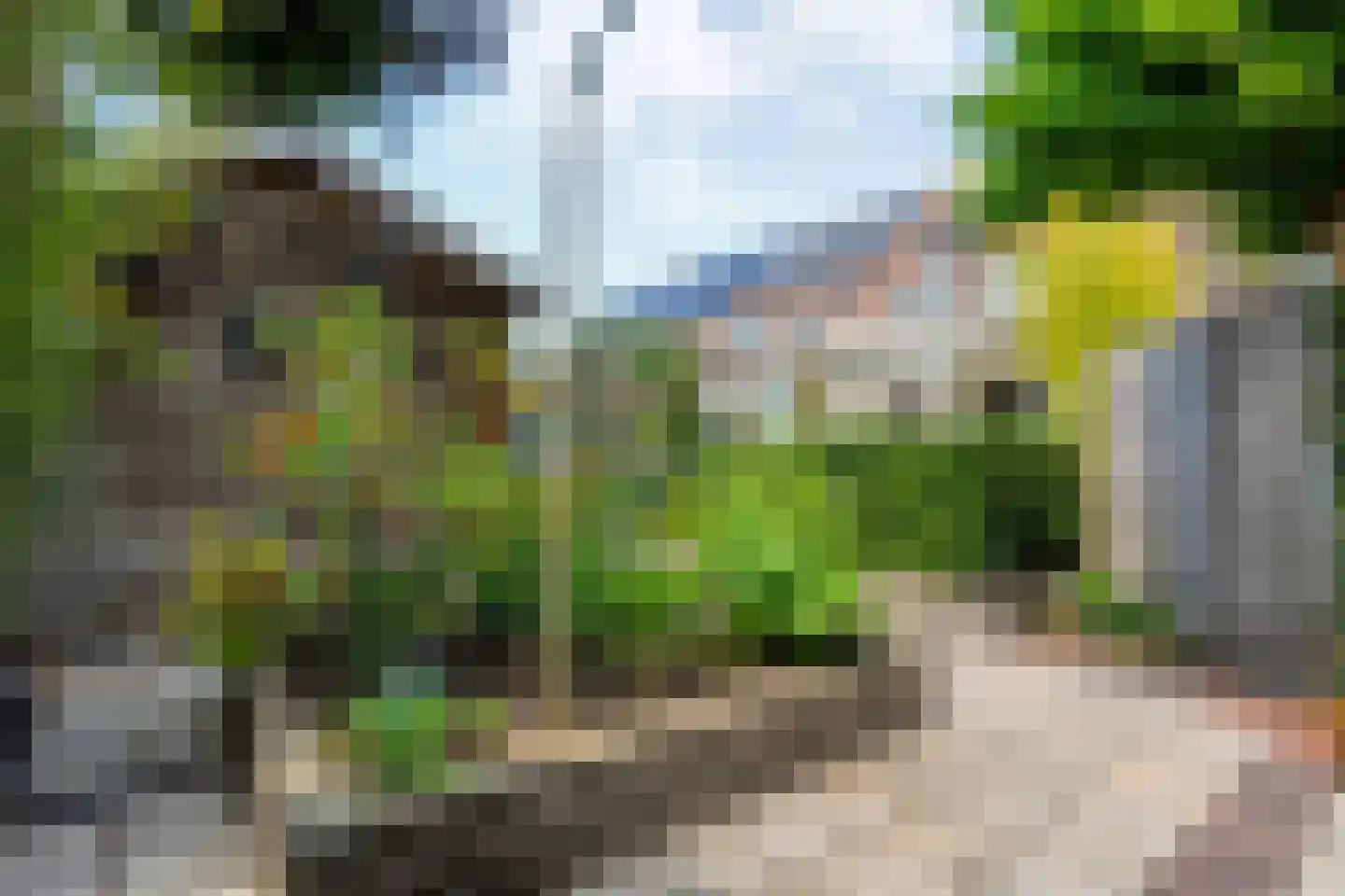 Pinksterbloem 27 Kampen thumbnail 37