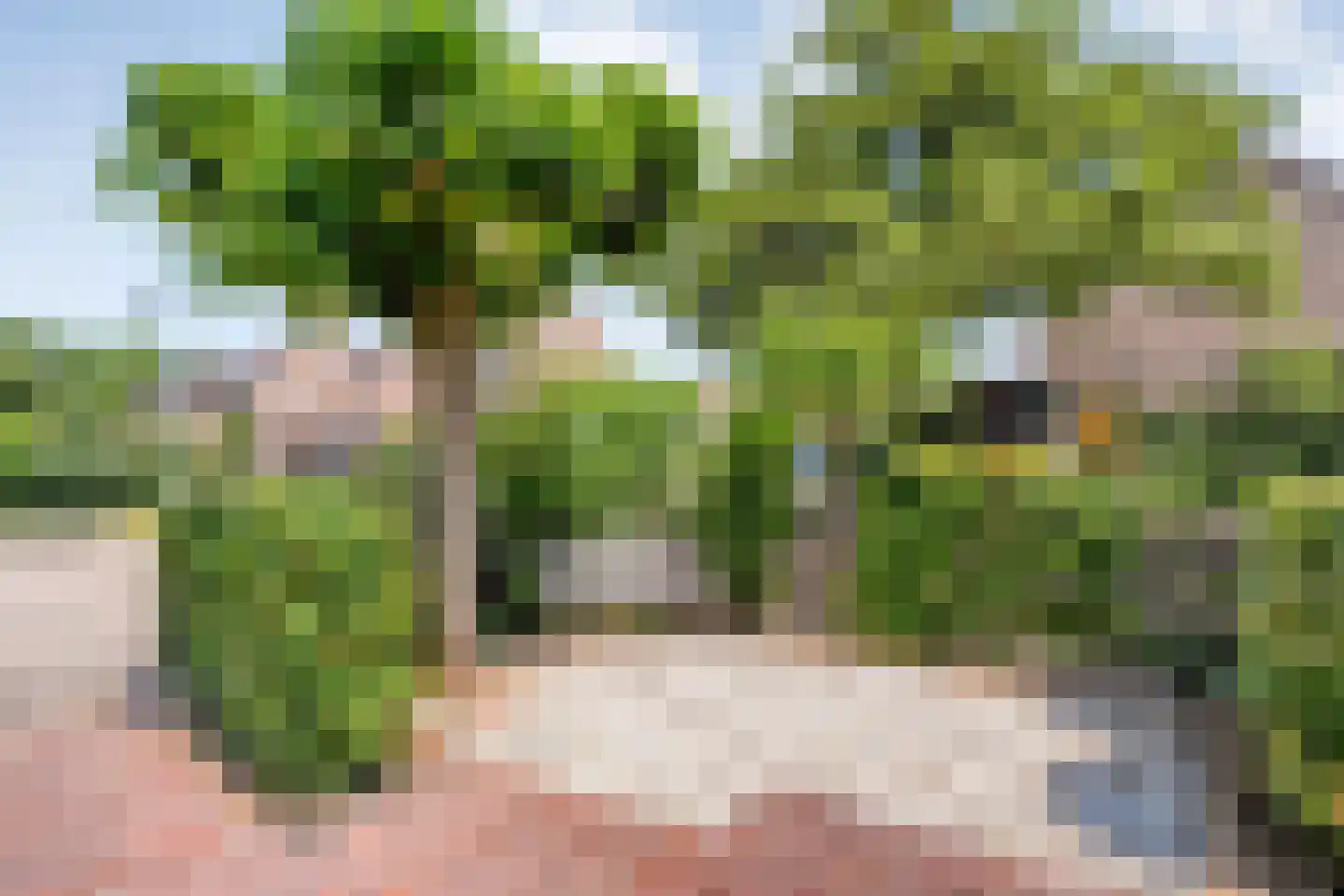 Pinksterbloem 27 Kampen thumbnail 45