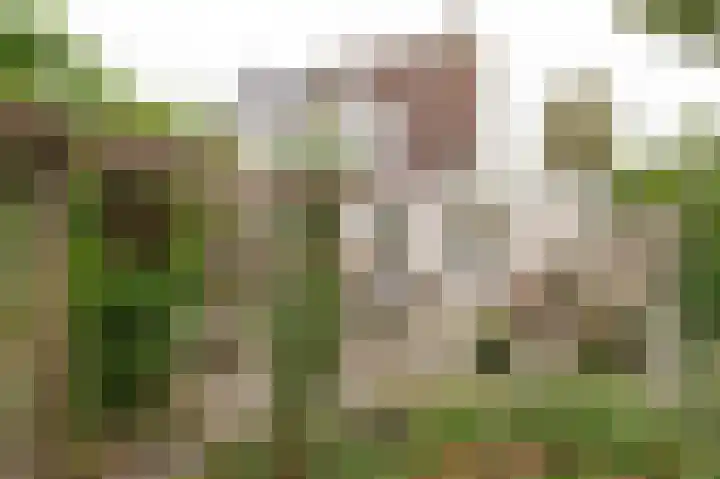 Pinksterbloem 29 Culemborg thumbnail 16