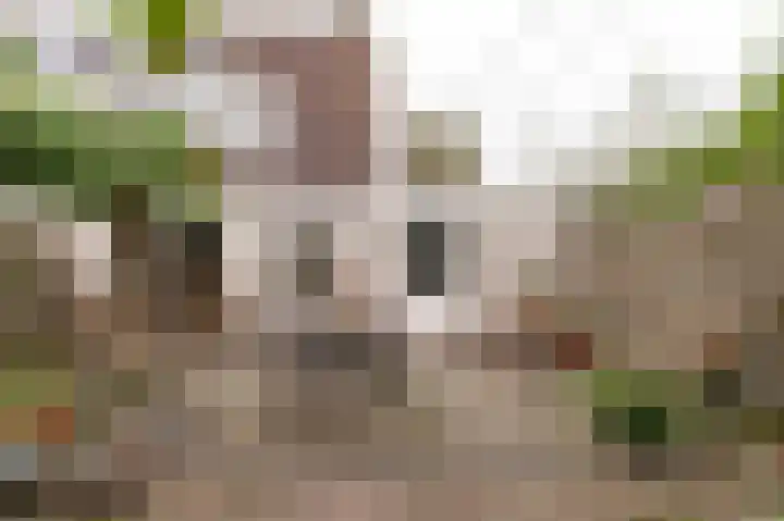 Pinksterbloem 29 Culemborg thumbnail 17