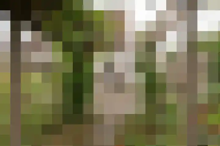 Pinksterbloem 29 Culemborg thumbnail 18