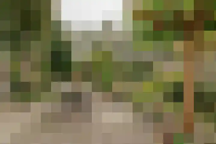 Pinksterbloem 29 Culemborg thumbnail 20