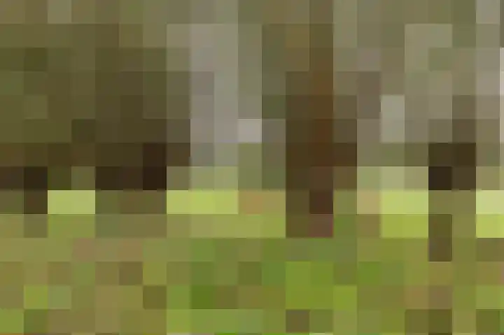 Pinksterbloem 29 Culemborg thumbnail 34