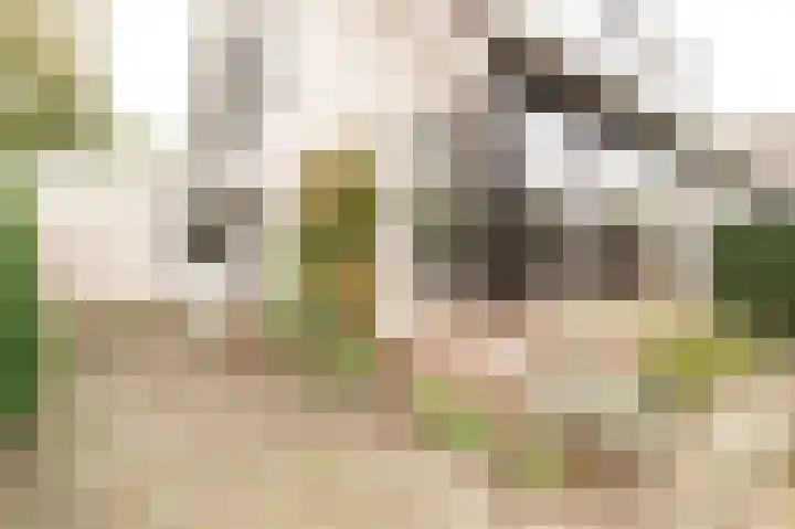 Pinksterbloem 29 Culemborg thumbnail 4