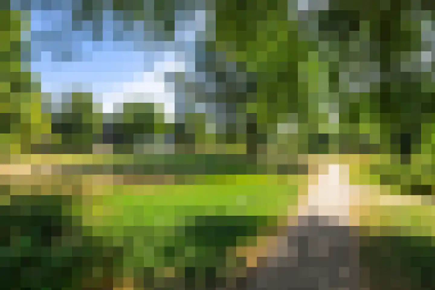 Pinksterbloem 29 Roden thumbnail 49