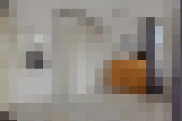 Pinksterbloem 3 Deurne thumbnail 27