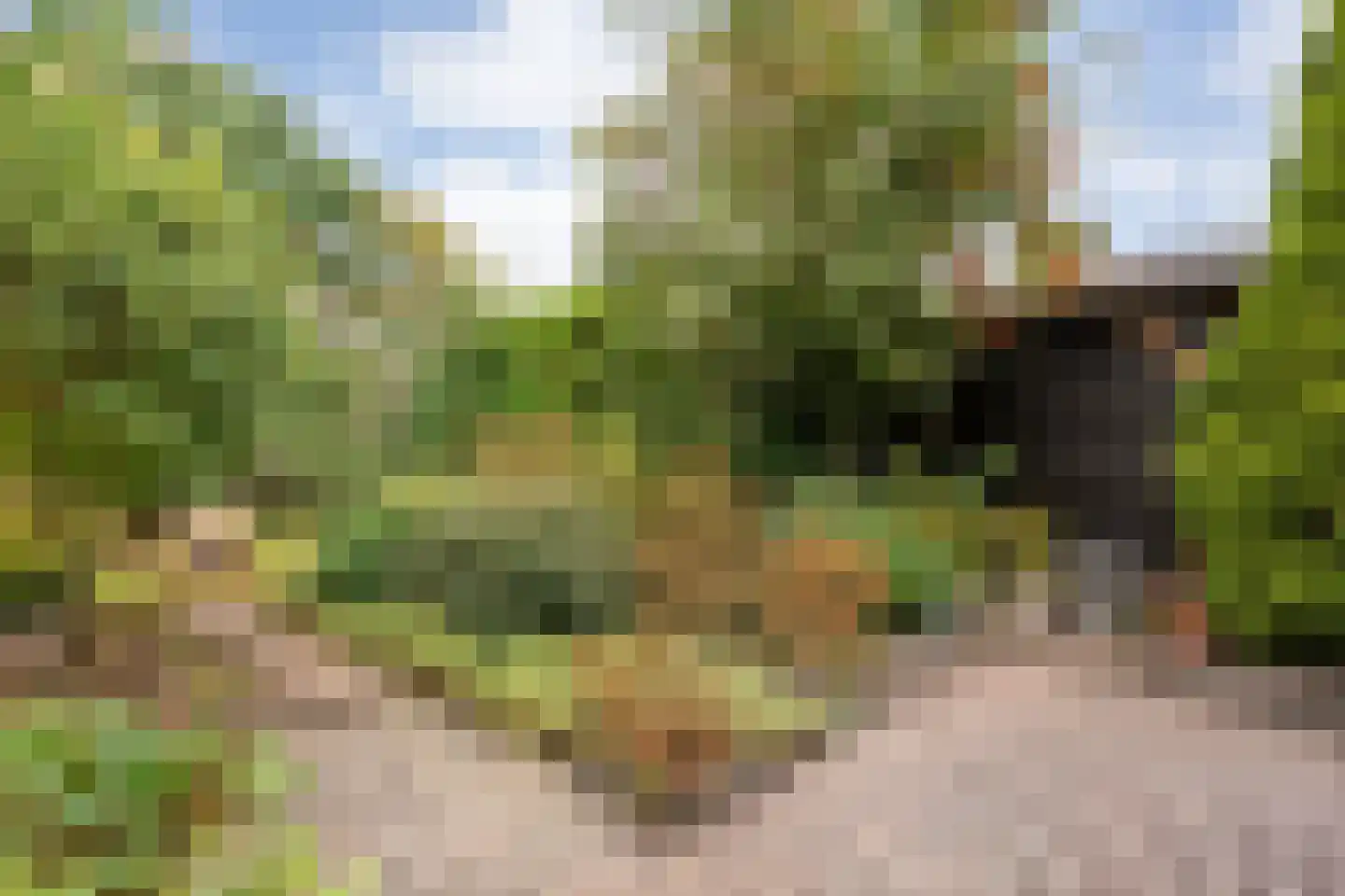 Pinksterbloem 3 Hardenberg thumbnail 12