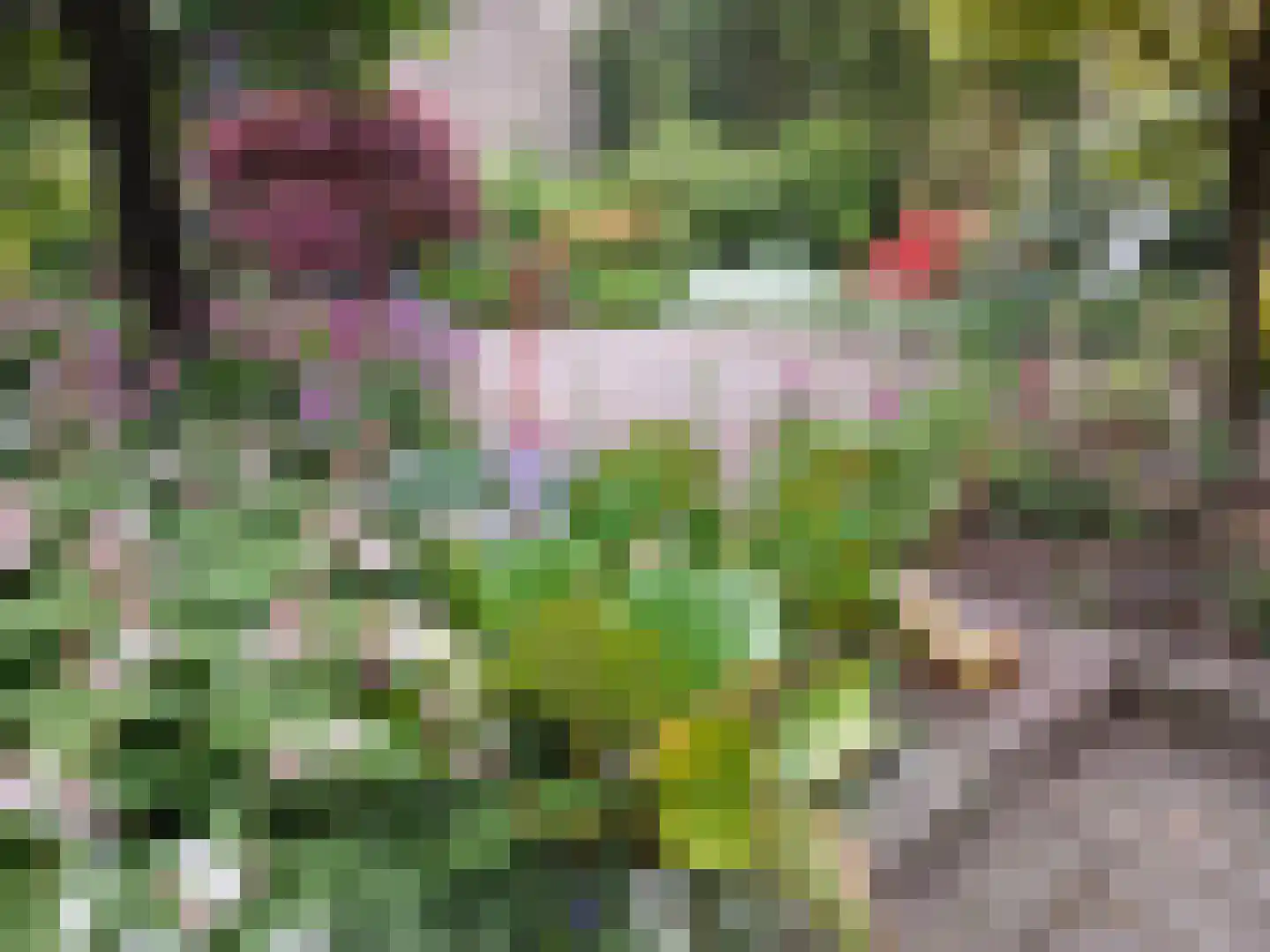 Pinksterbloem 3 Hardenberg thumbnail 40