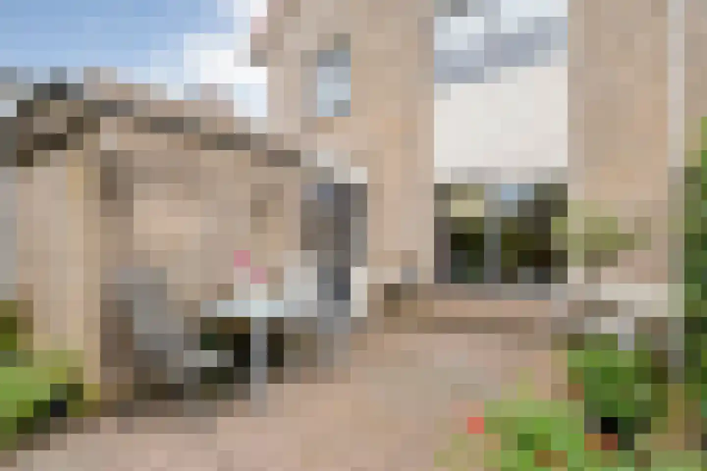 Pinksterbloem 3 Hardenberg thumbnail 41