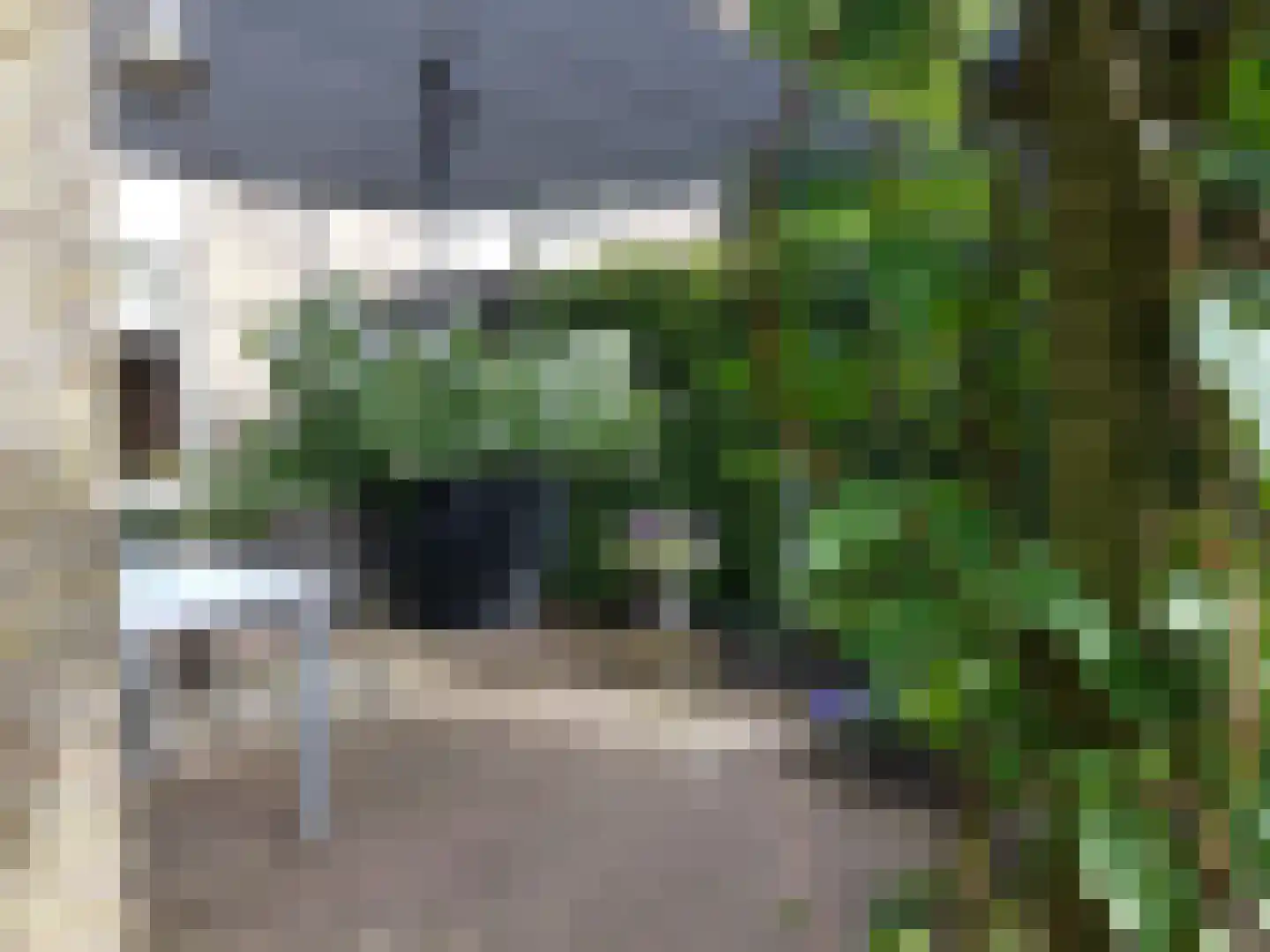 Pinksterbloem 3 Hardenberg thumbnail 42