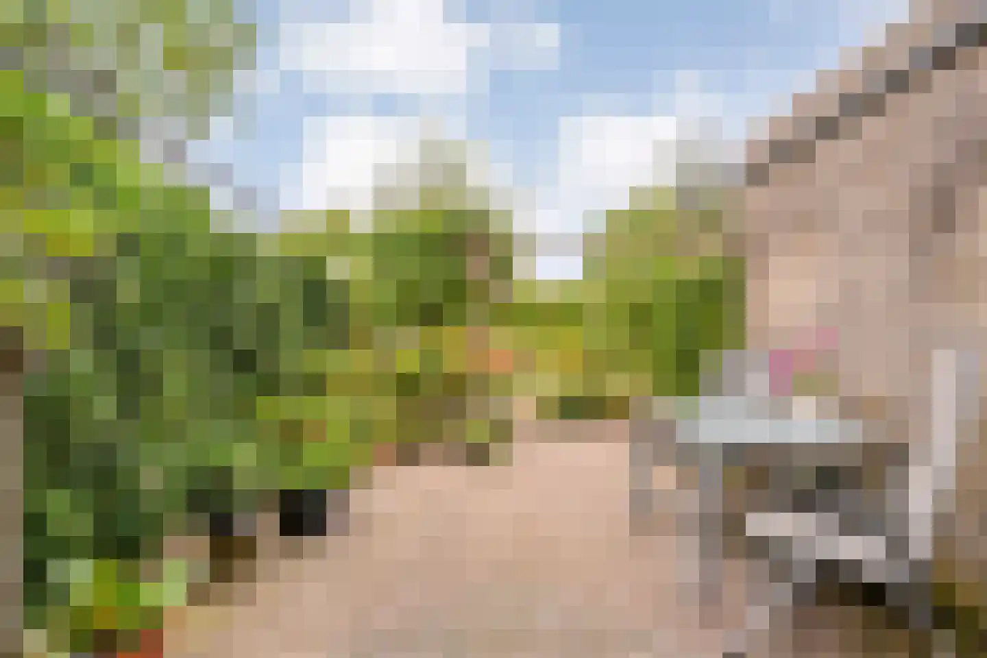 Pinksterbloem 3 Hardenberg thumbnail 43