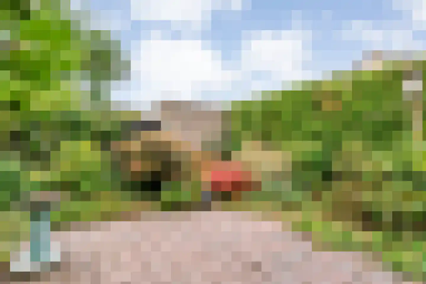 Pinksterbloem 3 Hardenberg thumbnail 45