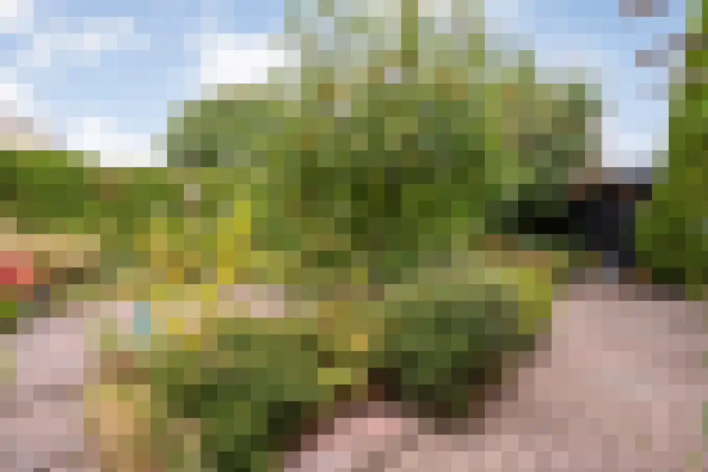 Pinksterbloem 3 Hardenberg thumbnail 46