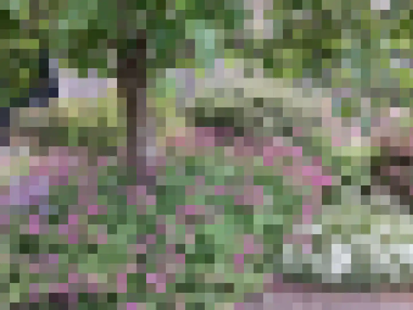 Pinksterbloem 3 Hardenberg thumbnail 47
