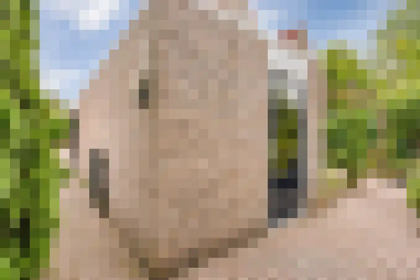 Pinksterbloem 3 Hardenberg thumbnail 49