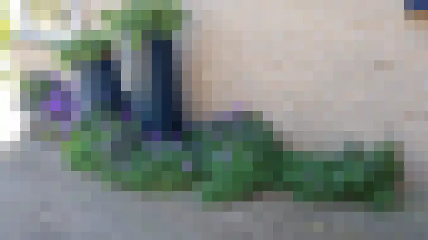 Pinksterbloem 3 Hardenberg thumbnail 51