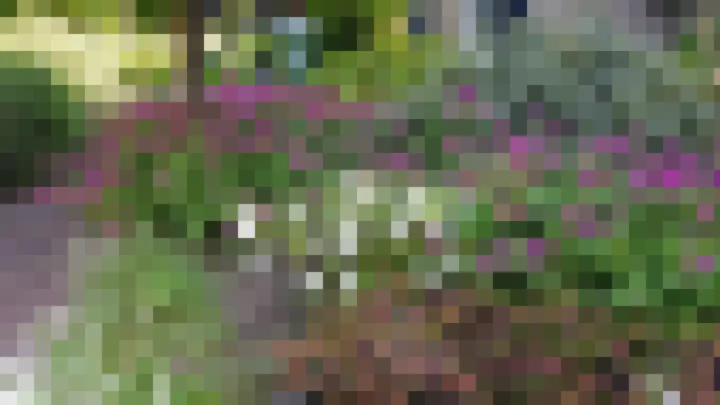 Pinksterbloem 3 Hardenberg thumbnail 52
