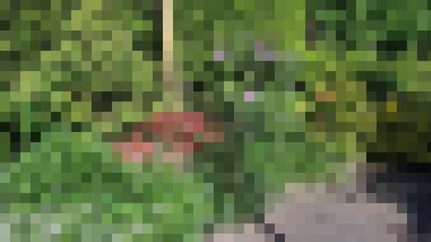 Pinksterbloem 3 Hardenberg thumbnail 54