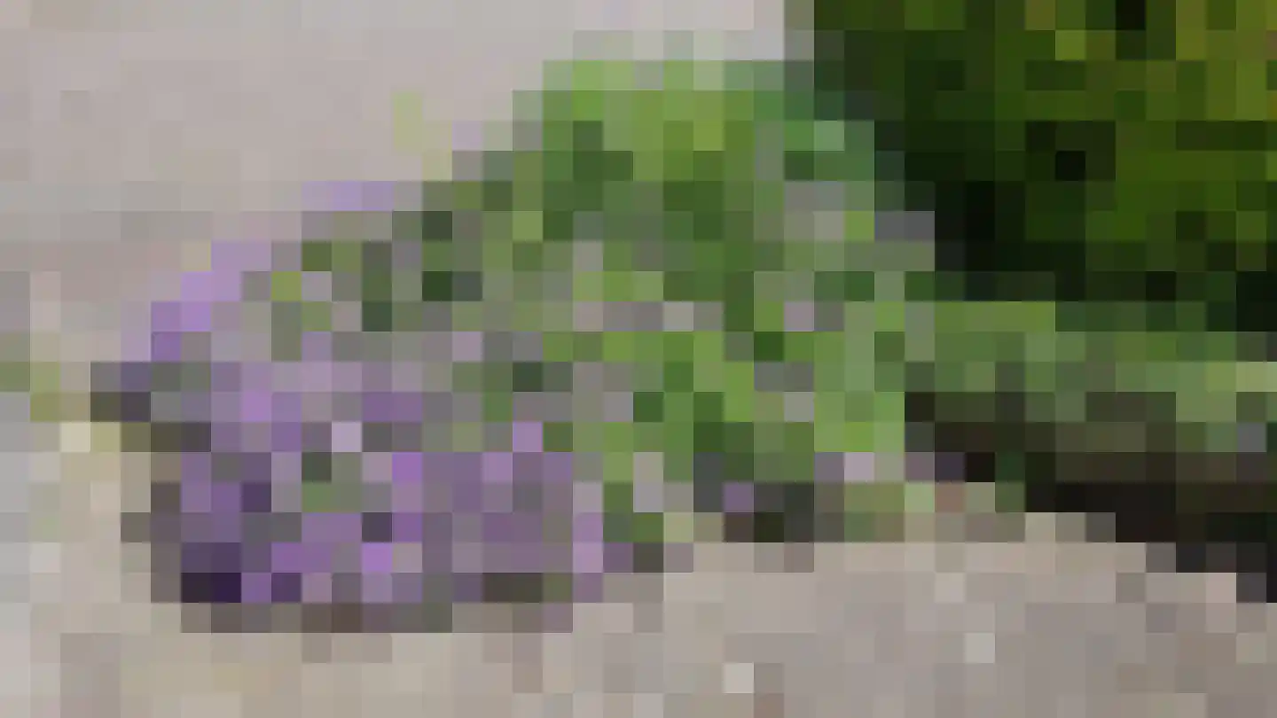 Pinksterbloem 3 Hardenberg thumbnail 55