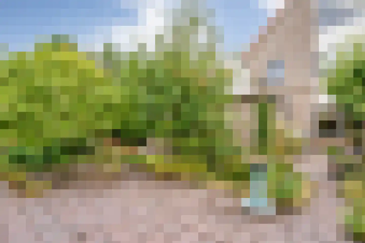 Pinksterbloem 3 Hardenberg thumbnail 6