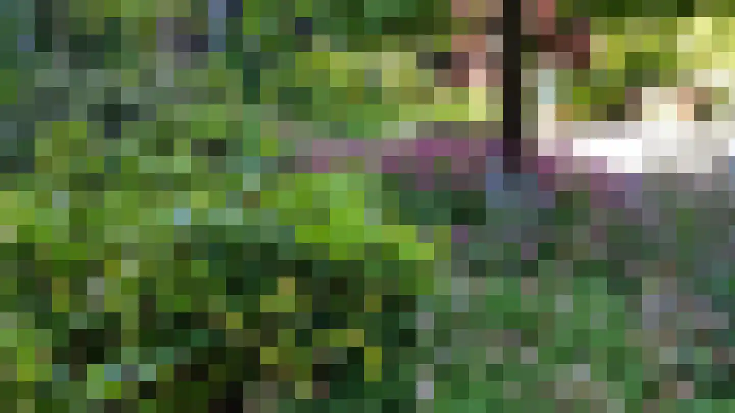 Pinksterbloem 3 Hardenberg thumbnail 8