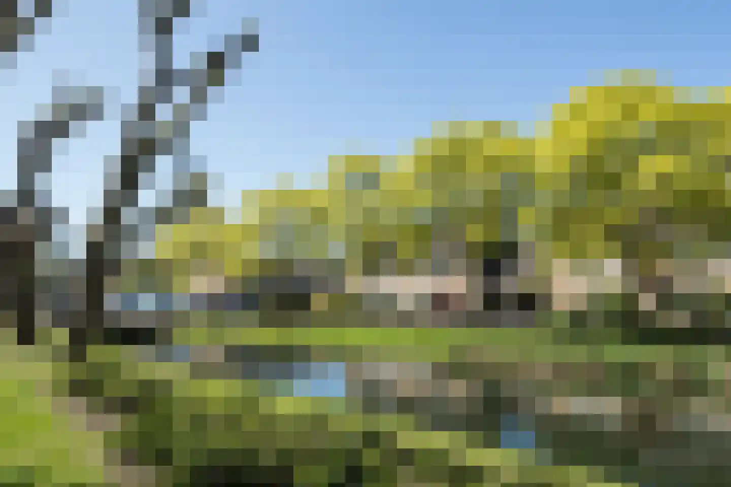 Pinksterbloem 30 Barendrecht thumbnail 32