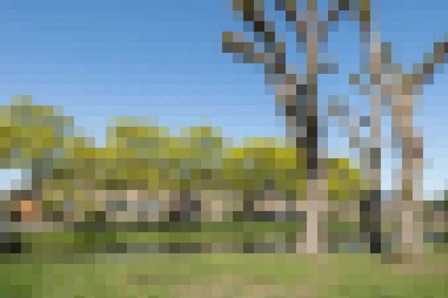 Pinksterbloem 30 Barendrecht thumbnail 33