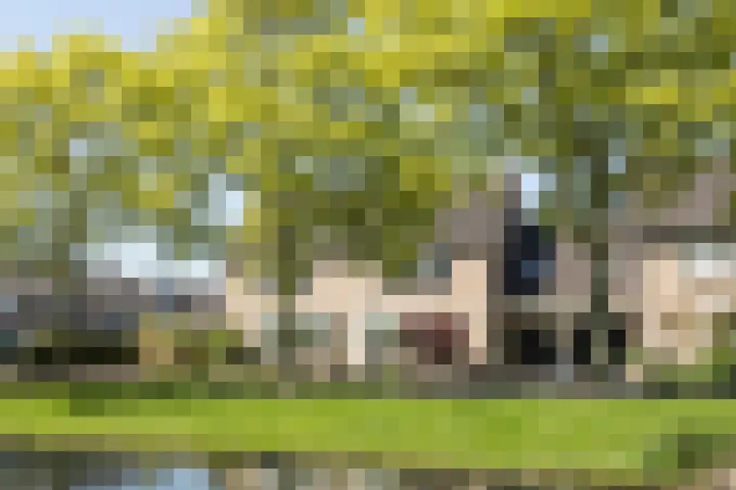 Pinksterbloem 30 Barendrecht thumbnail 34