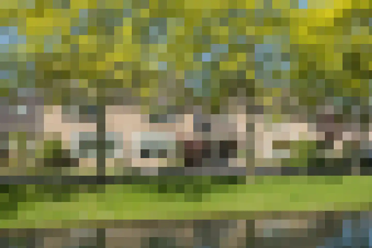 Pinksterbloem 30 Barendrecht thumbnail 35