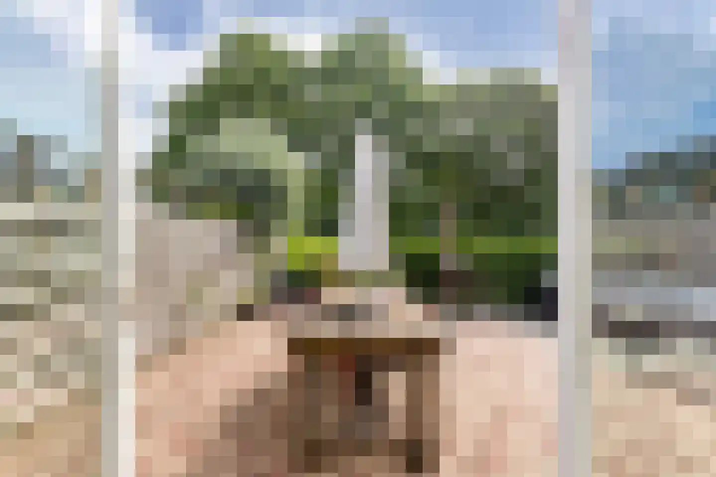 Pinksterbloem 30 Sneek thumbnail 16