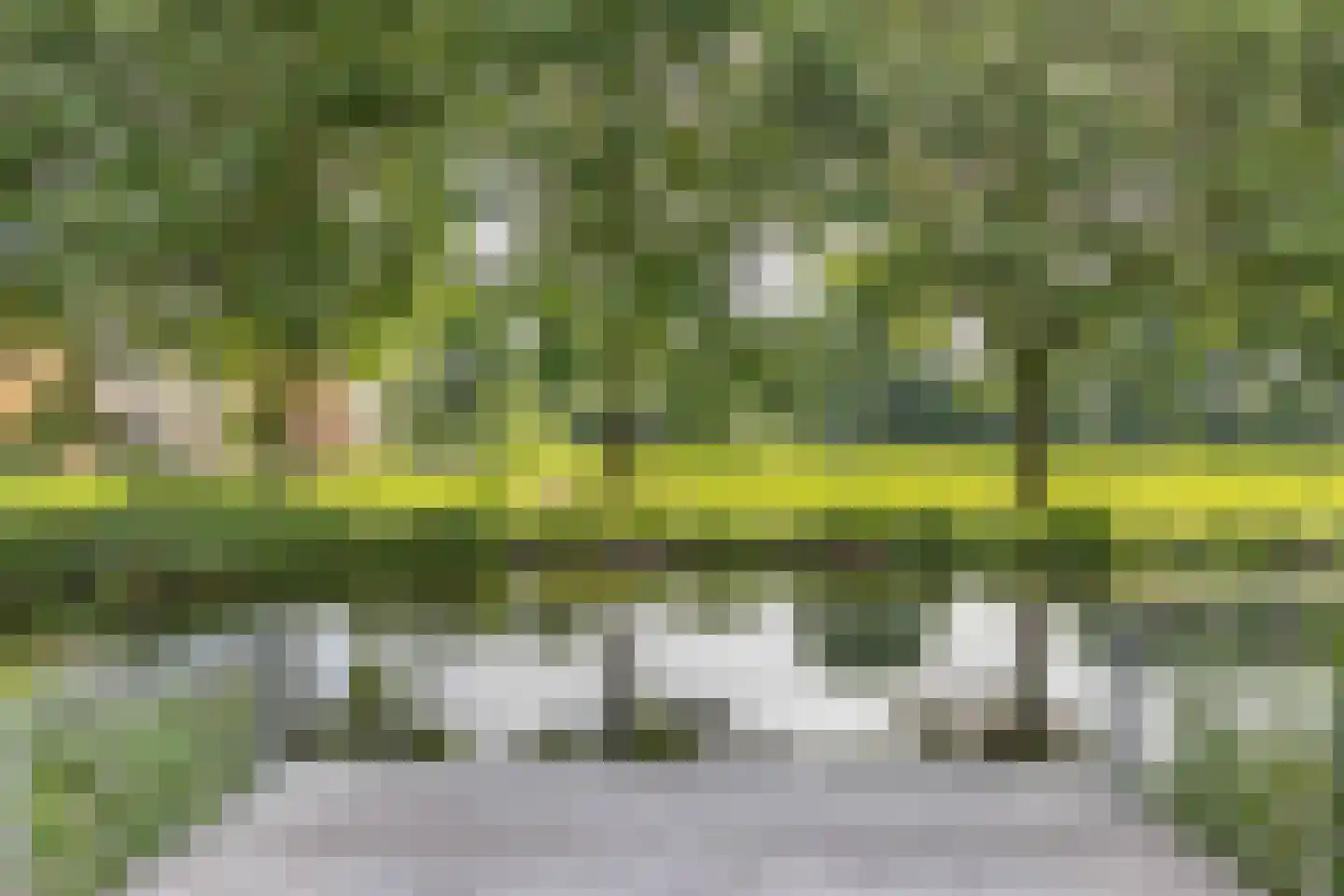 Pinksterbloem 30 Sneek thumbnail 43
