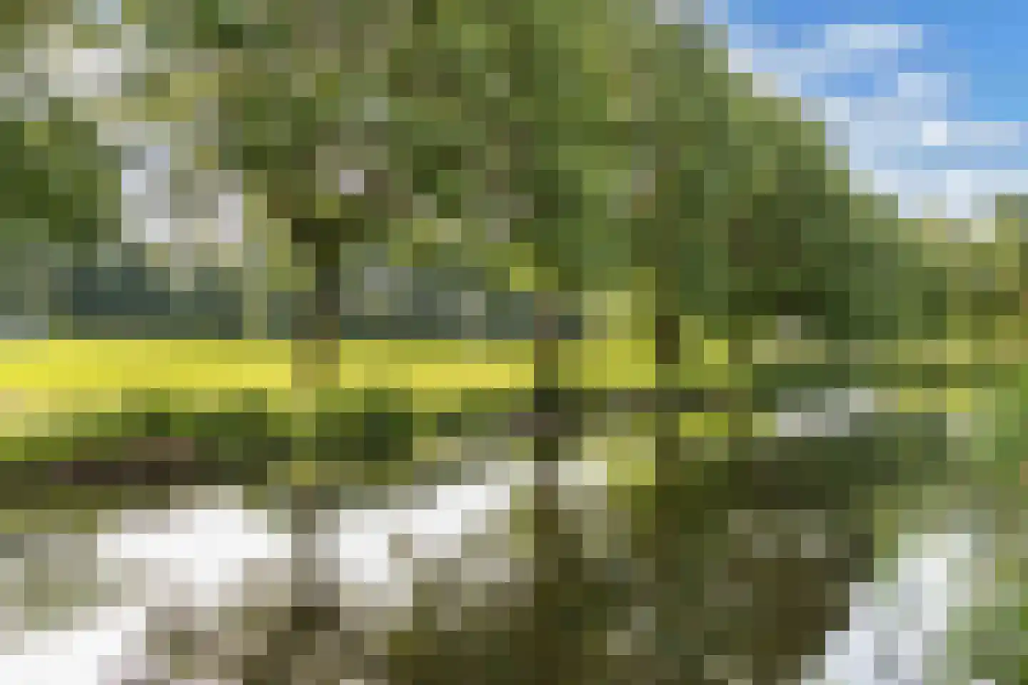 Pinksterbloem 30 Sneek thumbnail 44