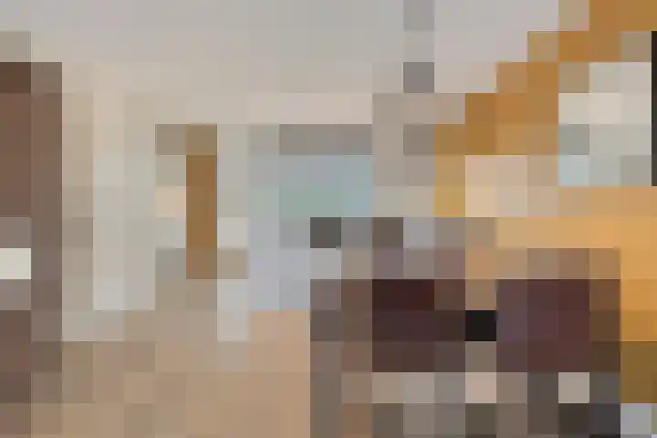Pinksterbloem 39 Venray thumbnail 9