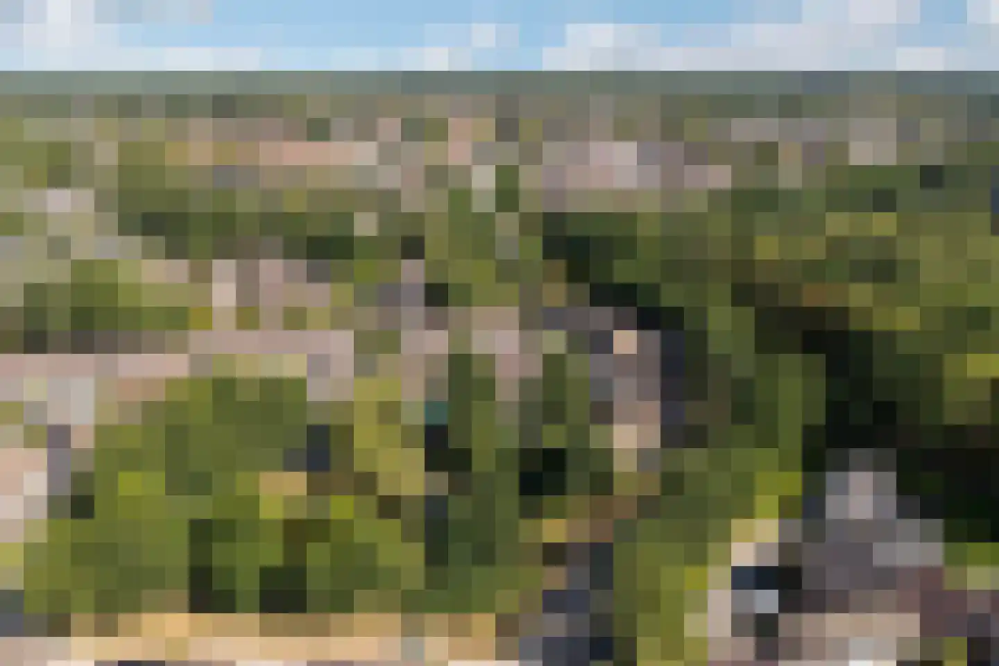 Pinksterbloem 4 Bennekom thumbnail 47