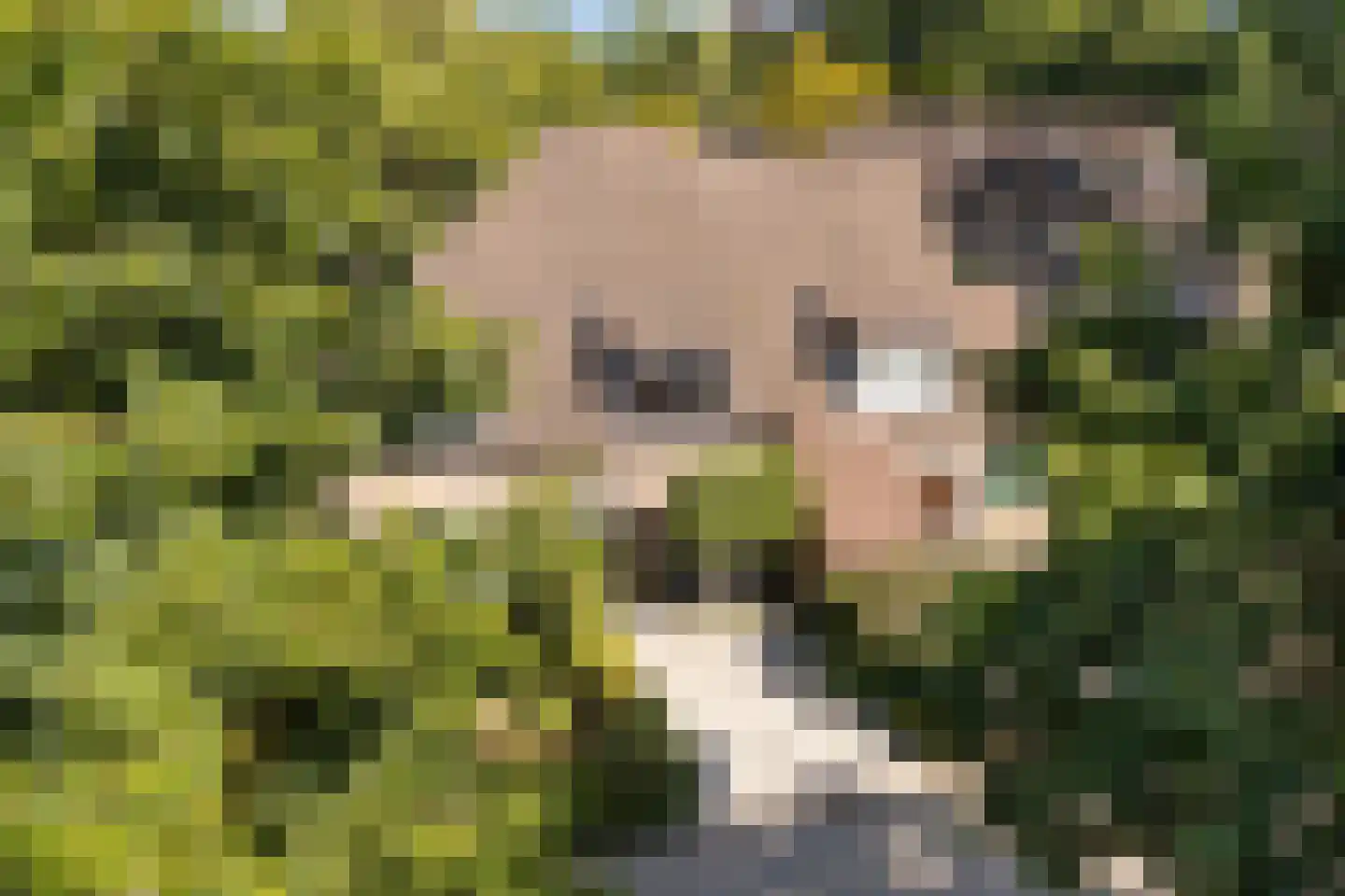Pinksterbloem 4 Bennekom thumbnail 48