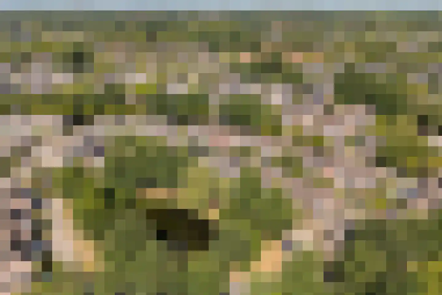 Pinksterbloem 4 Bennekom thumbnail 50