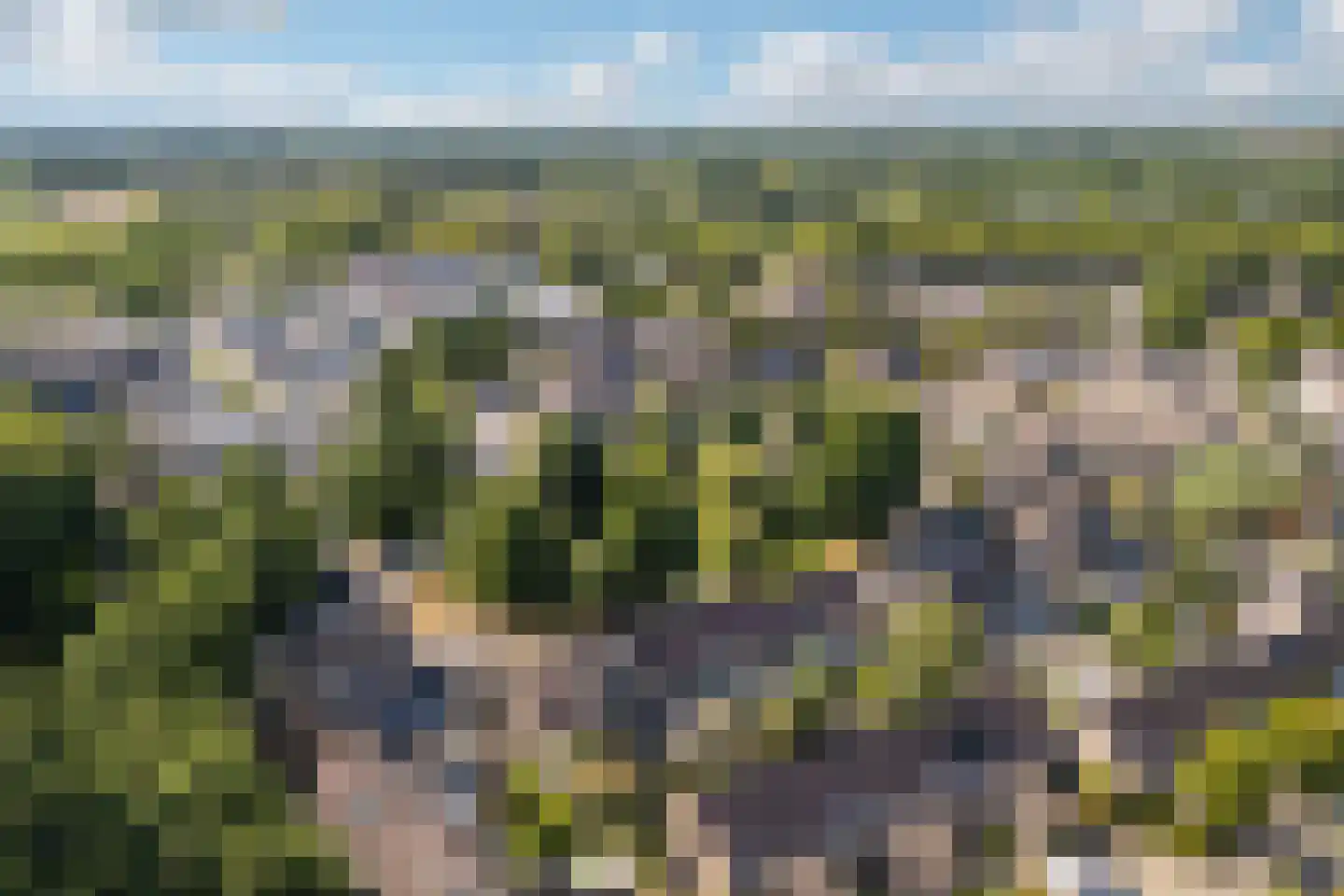 Pinksterbloem 4 Bennekom thumbnail 51
